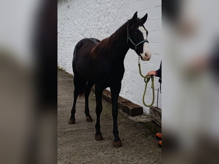 Paint Horse Merrie 2 Jaar 150 cm Overo-alle-kleuren in Zaldibar