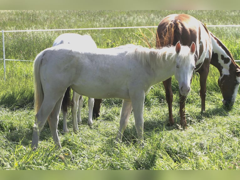 Paint Horse Merrie 2 Jaar 150 cm Perlino in Warburg