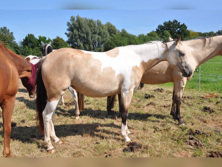 Paint Horse Merrie 2 Jaar 150 cm Tobiano-alle-kleuren in B&#xFC;ckeburg Evesen