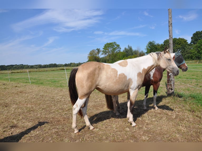 Paint Horse Merrie 2 Jaar 150 cm Tobiano-alle-kleuren in B&#xFC;ckeburg Evesen