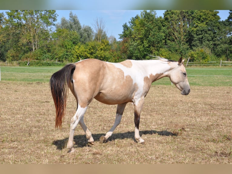 Paint Horse Merrie 2 Jaar 150 cm Tobiano-alle-kleuren in B&#xFC;ckeburg Evesen