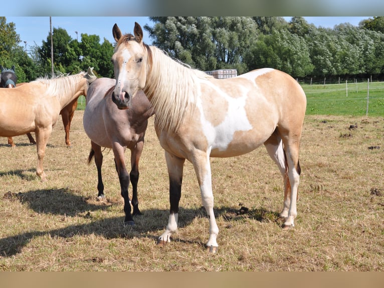 Paint Horse Merrie 2 Jaar 150 cm Tobiano-alle-kleuren in B&#xFC;ckeburg Evesen