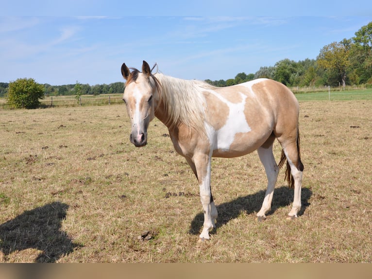 Paint Horse Merrie 2 Jaar 150 cm Tobiano-alle-kleuren in B&#xFC;ckeburg Evesen