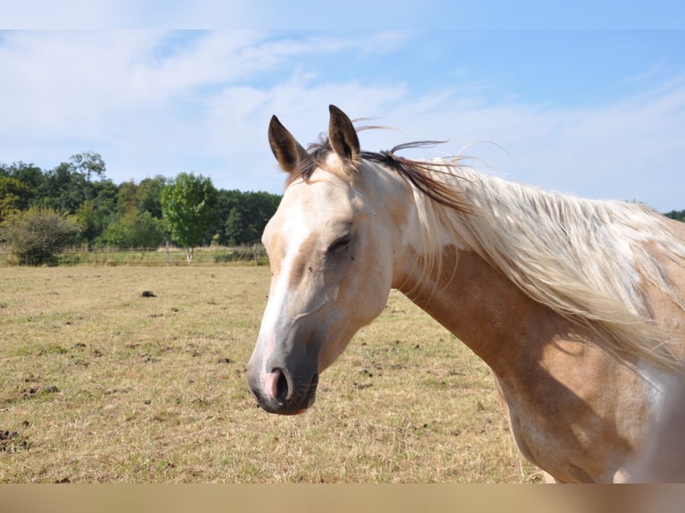 Paint Horse Merrie 2 Jaar 150 cm Tobiano-alle-kleuren in B&#xFC;ckeburg Evesen