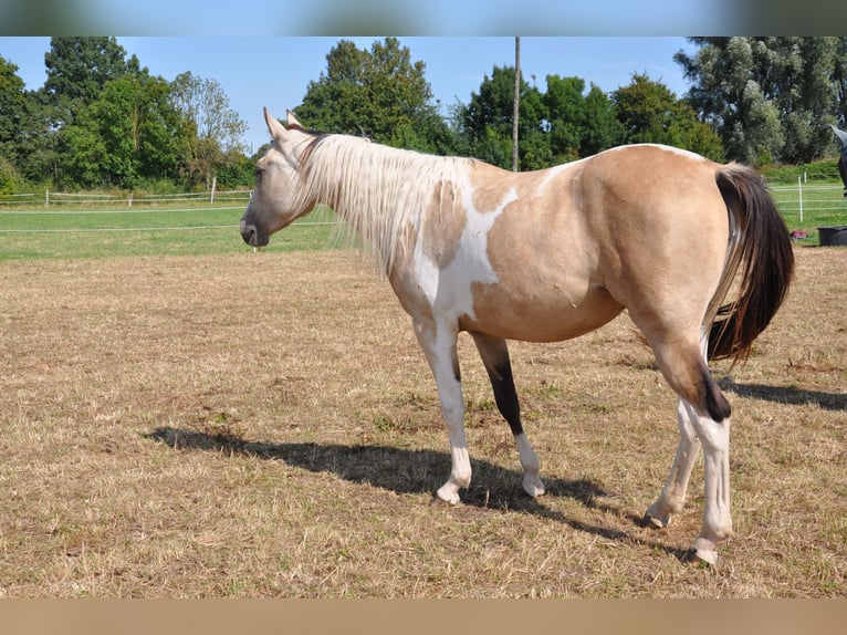 Paint Horse Merrie 2 Jaar 150 cm Tobiano-alle-kleuren in B&#xFC;ckeburg Evesen