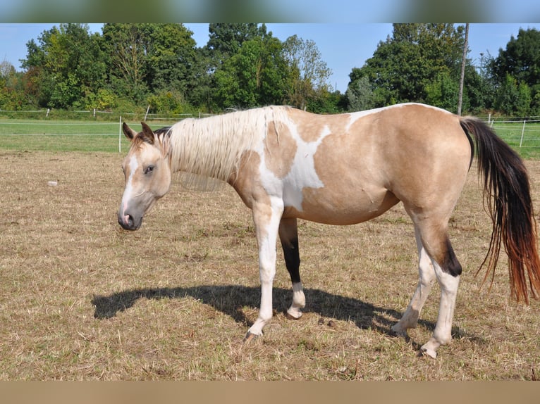 Paint Horse Merrie 2 Jaar 150 cm Tobiano-alle-kleuren in B&#xFC;ckeburg Evesen