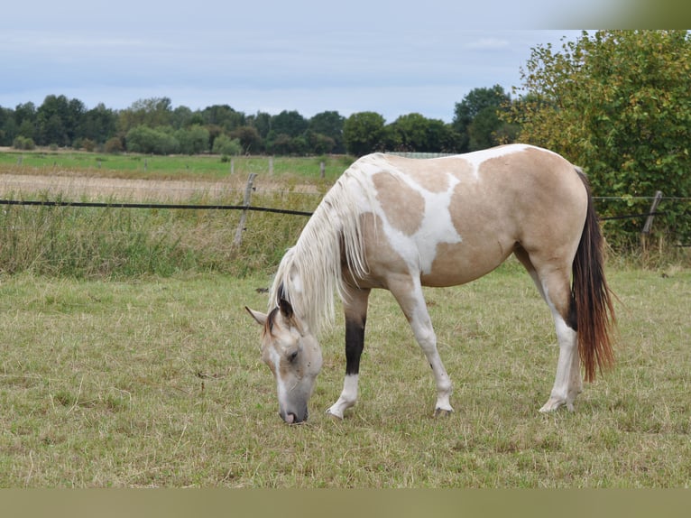 Paint Horse Merrie 2 Jaar 150 cm Tobiano-alle-kleuren in B&#xFC;ckeburg Evesen