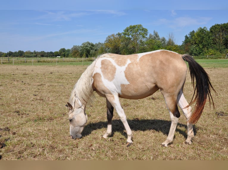Paint Horse Merrie 2 Jaar 150 cm Tobiano-alle-kleuren in B&#xFC;ckeburg Evesen