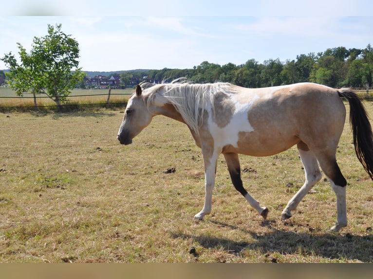 Paint Horse Merrie 2 Jaar 150 cm Tobiano-alle-kleuren in B&#xFC;ckeburg Evesen