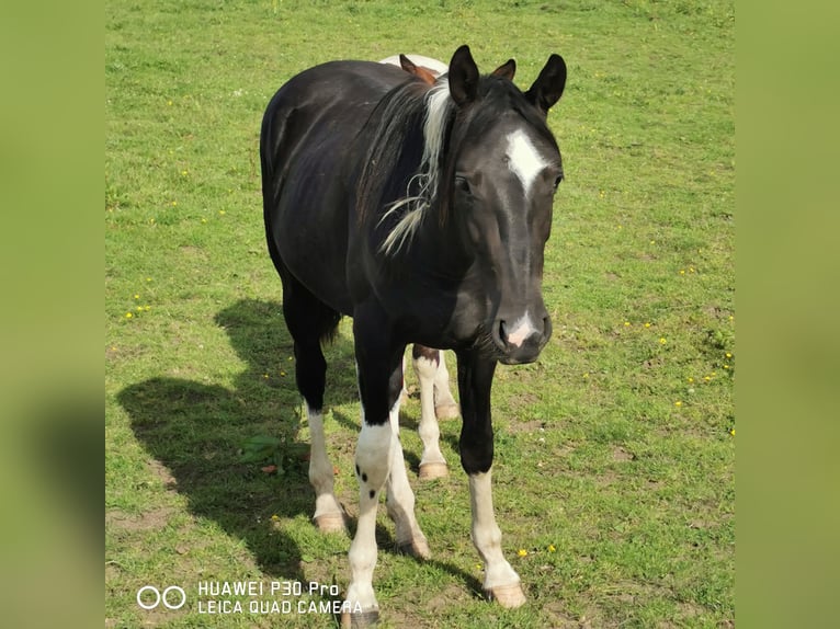 Paint Horse Merrie 2 Jaar 150 cm Tobiano-alle-kleuren in betteldorf