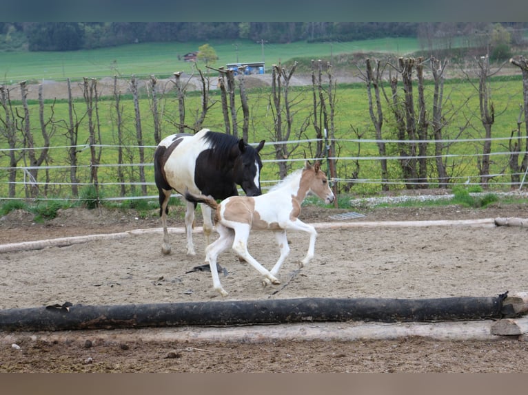 Paint Horse Merrie 2 Jaar 150 cm Tobiano-alle-kleuren in Eggenthal