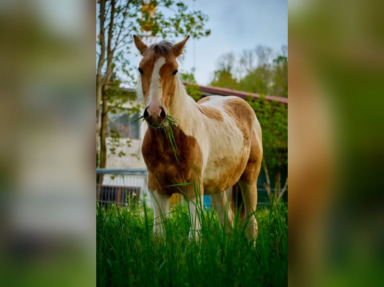 Paint Horse Merrie 2 Jaar 150 cm Tobiano-alle-kleuren in Eggenthal