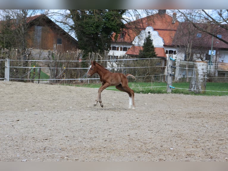 Paint Horse Merrie 2 Jaar 150 cm Vos in Eggenthal