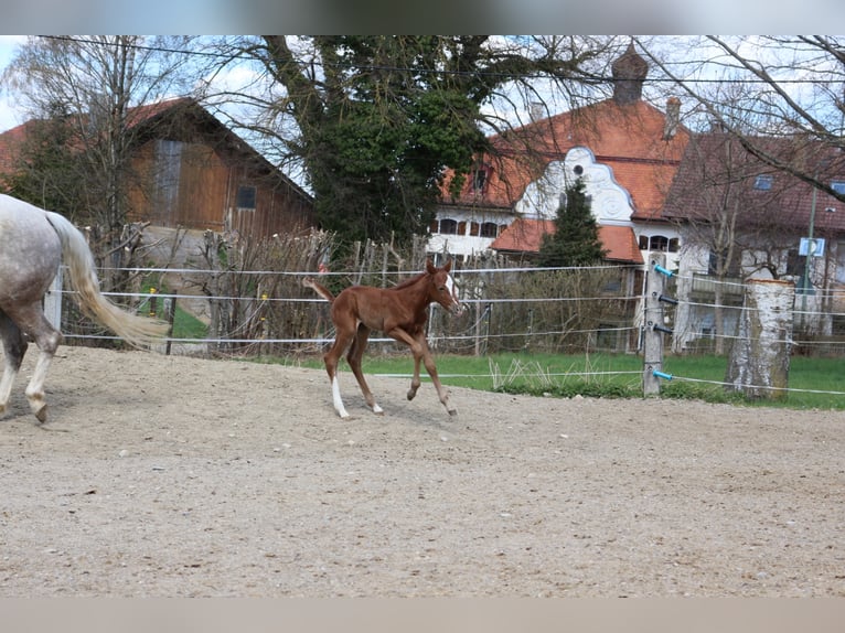 Paint Horse Merrie 2 Jaar 150 cm Vos in Eggenthal