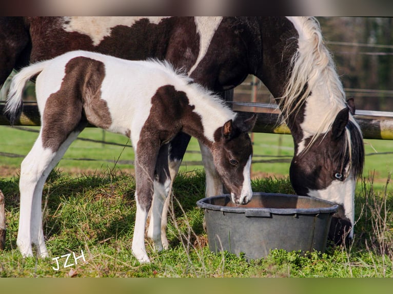 Paint Horse Merrie 2 Jaar 150 cm in Düsseldorf