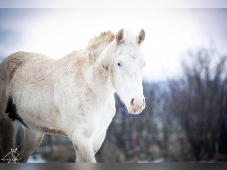 Paint Horse Merrie 2 Jaar 152 cm Gevlekt-paard in Danstedt