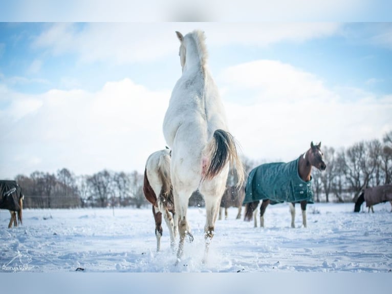 Paint Horse Merrie 2 Jaar 152 cm Gevlekt-paard in Danstedt