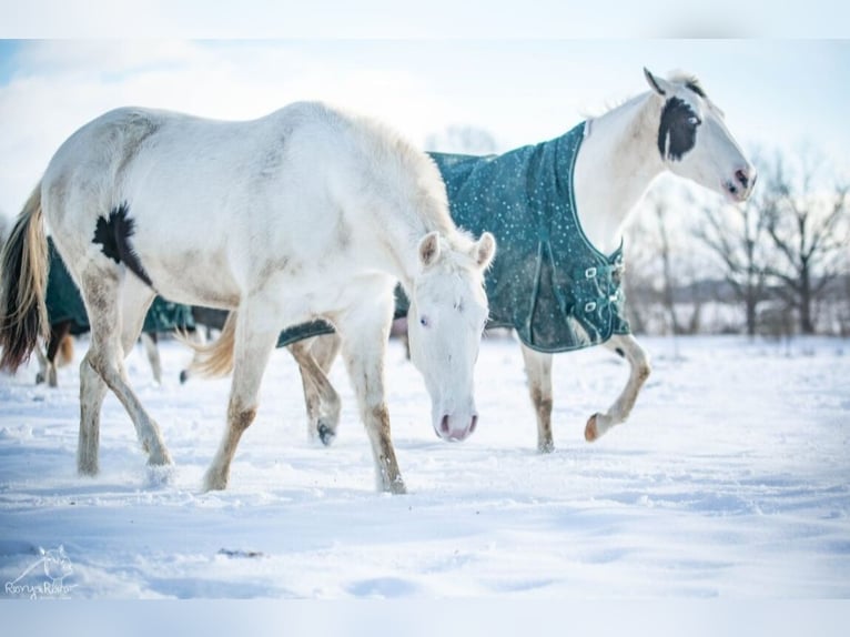 Paint Horse Merrie 2 Jaar 152 cm Gevlekt-paard in Danstedt