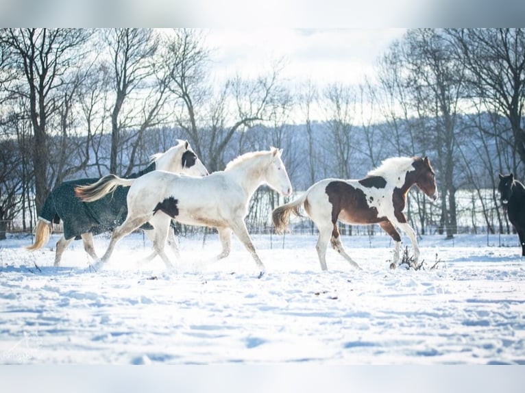 Paint Horse Merrie 2 Jaar 152 cm Gevlekt-paard in Danstedt