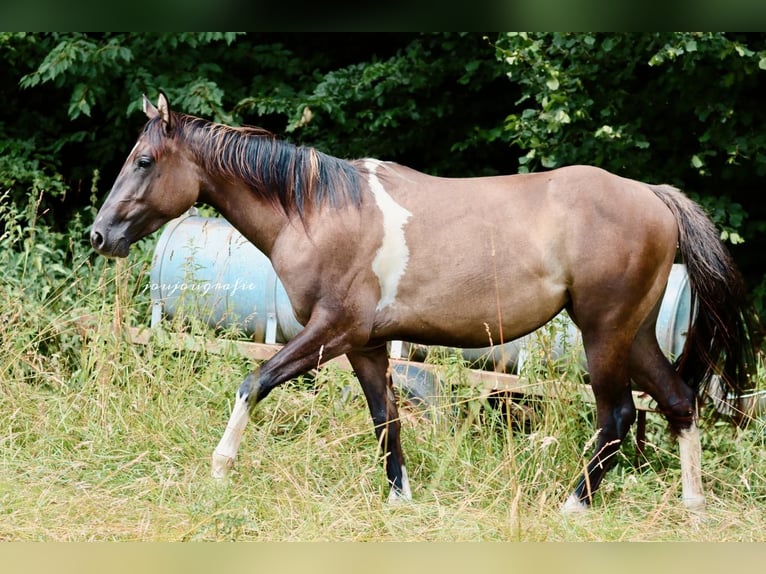 Paint Horse Merrie 2 Jaar 152 cm Tobiano-alle-kleuren in Hennef