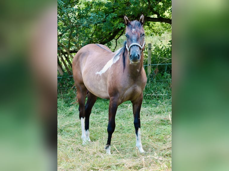 Paint Horse Merrie 2 Jaar 152 cm Tobiano-alle-kleuren in Hennef