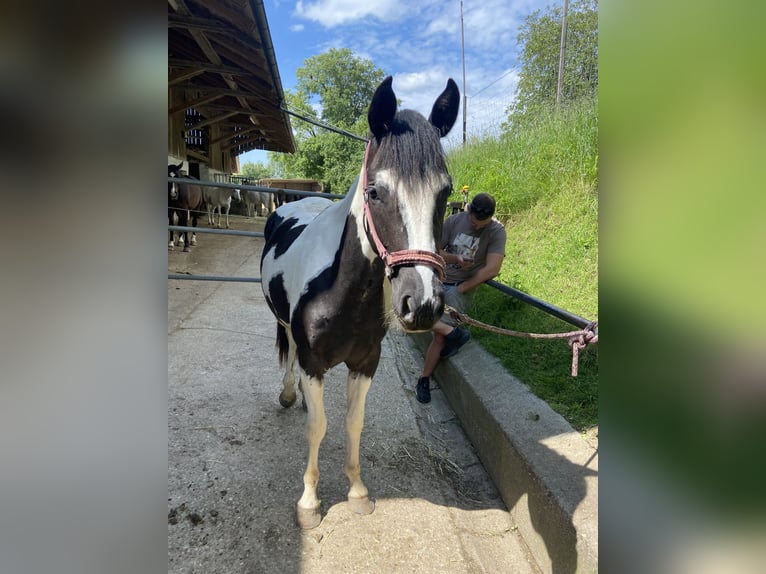 Paint Horse Merrie 2 Jaar 152 cm Zwart in Starnberg