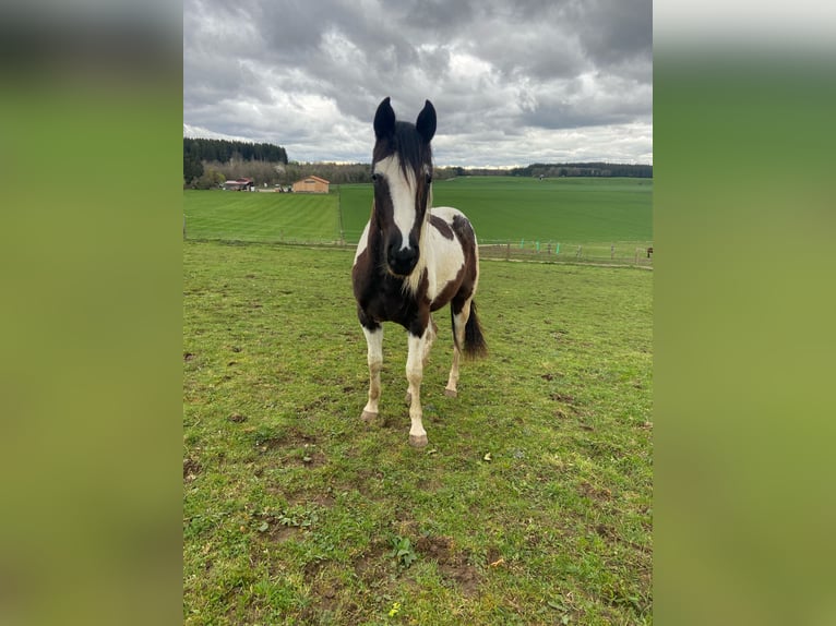 Paint Horse Merrie 2 Jaar 152 cm Zwart in Starnberg