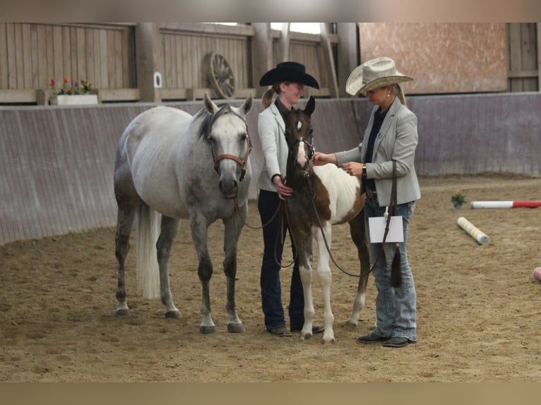 Paint Horse Merrie 2 Jaar 154 cm Tobiano-alle-kleuren in Haldenwang