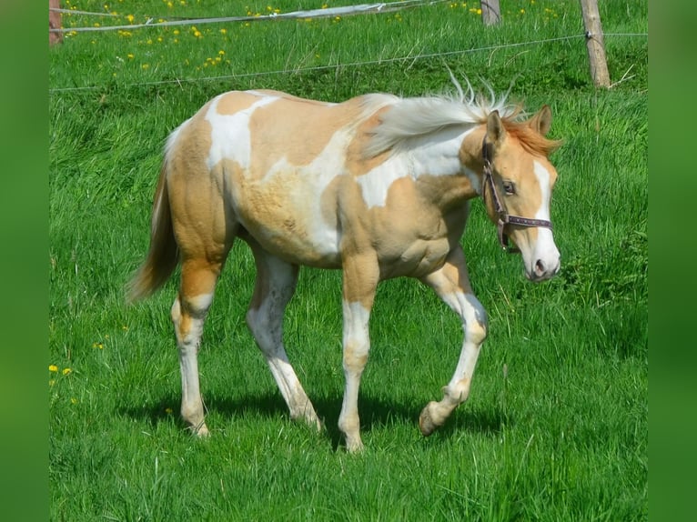 Paint Horse Merrie 2 Jaar 155 cm Gevlekt-paard in Buchbach