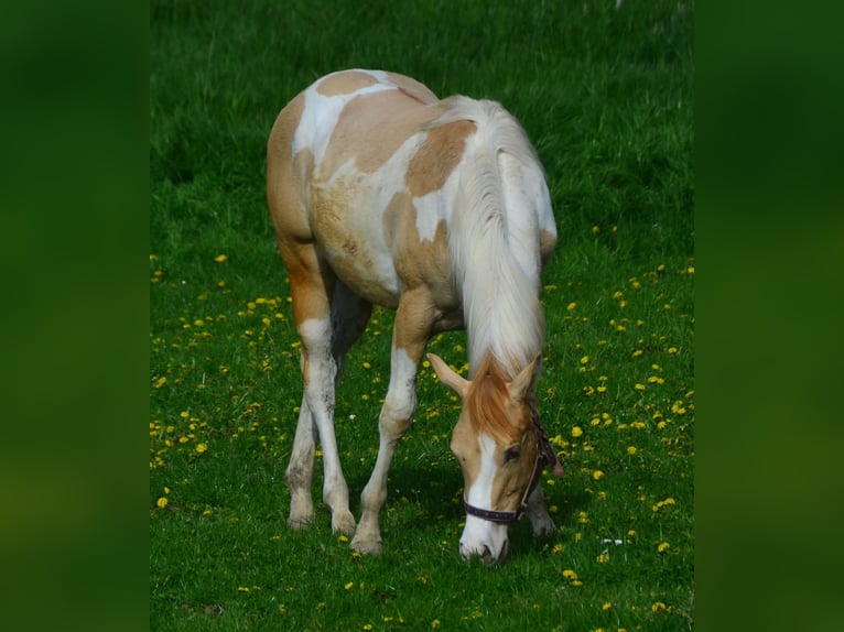 Paint Horse Merrie 2 Jaar 155 cm Gevlekt-paard in Buchbach