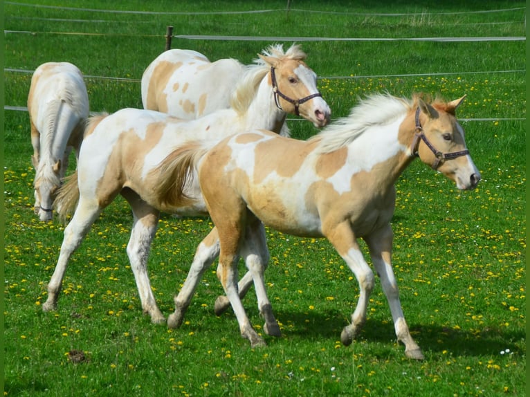 Paint Horse Merrie 2 Jaar 155 cm Gevlekt-paard in Buchbach