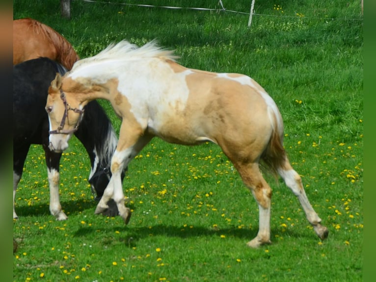 Paint Horse Merrie 2 Jaar 155 cm Gevlekt-paard in Buchbach