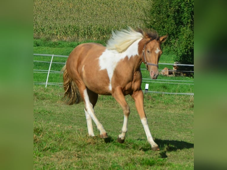 Paint Horse Merrie 2 Jaar 155 cm Gevlekt-paard in Buchbach
