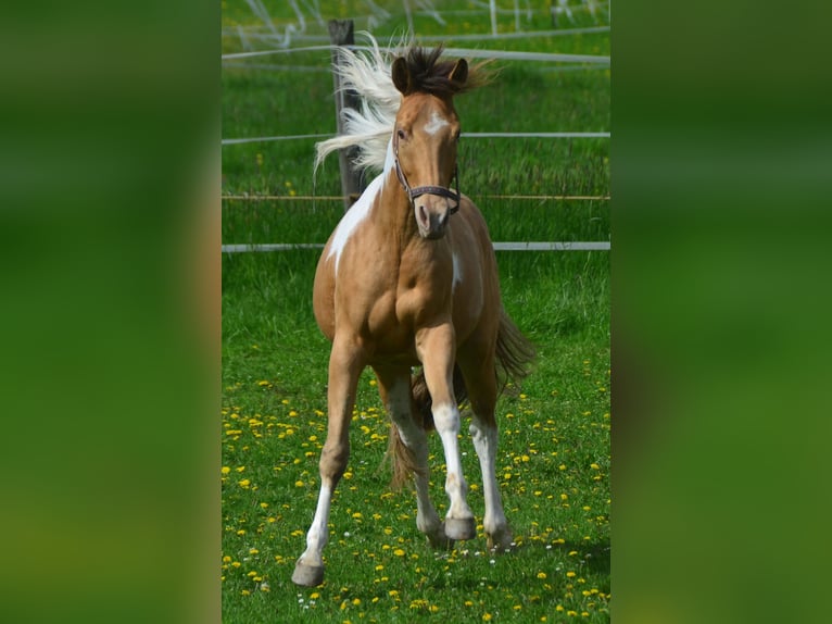 Paint Horse Merrie 2 Jaar 155 cm Gevlekt-paard in Buchbach