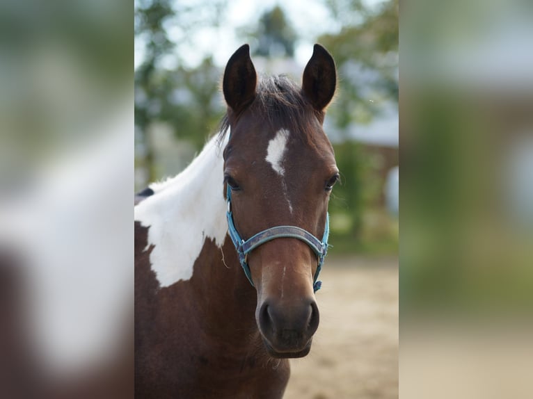 Paint Horse Merrie 2 Jaar 155 cm Tobiano-alle-kleuren in Langenau