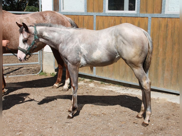 Paint Horse Merrie 2 Jaar 158 cm Overo-alle-kleuren in Haldenwang