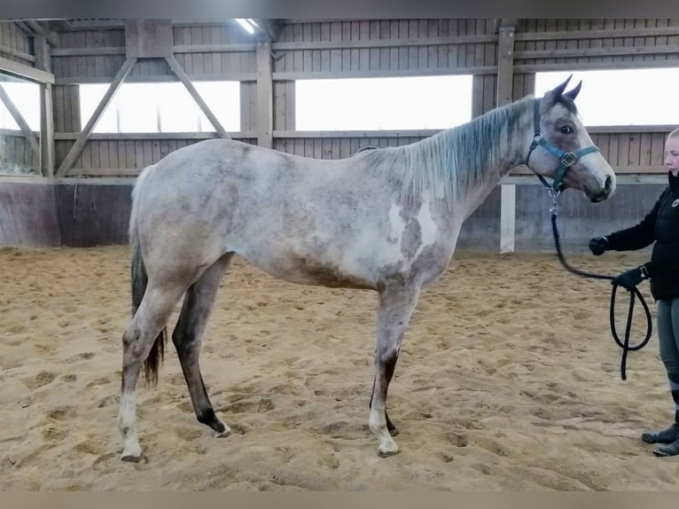 Paint Horse Merrie 2 Jaar 158 cm Overo-alle-kleuren in Haldenwang