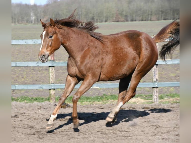 Paint Horse Merrie 2 Jaar 160 cm in Wassenaar
