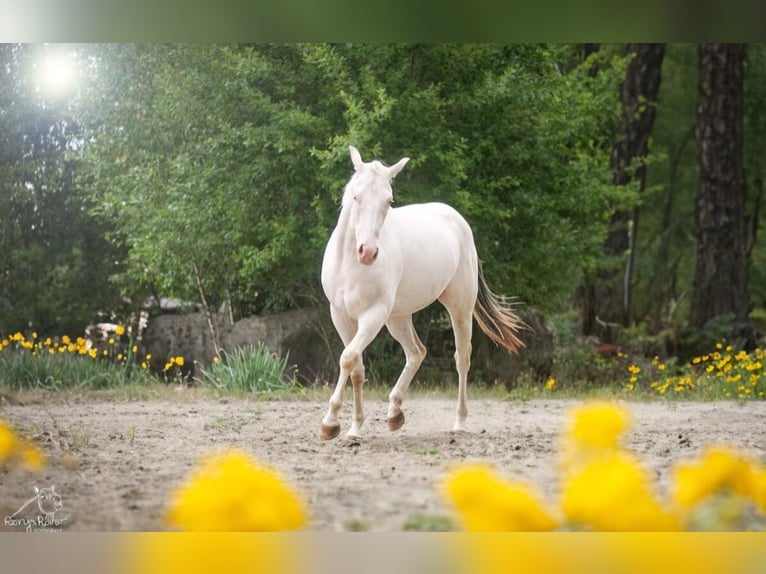 Paint Horse Merrie 2 Jaar Gevlekt-paard in Danstedt