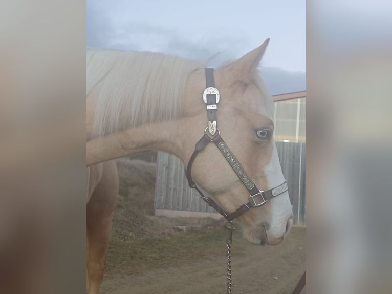 Paint Horse Merrie 2 Jaar Palomino in Rottweil