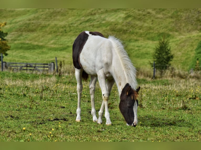 Paint Horse Merrie 2 Jaar Tobiano-alle-kleuren in Bernau am Chiemsee