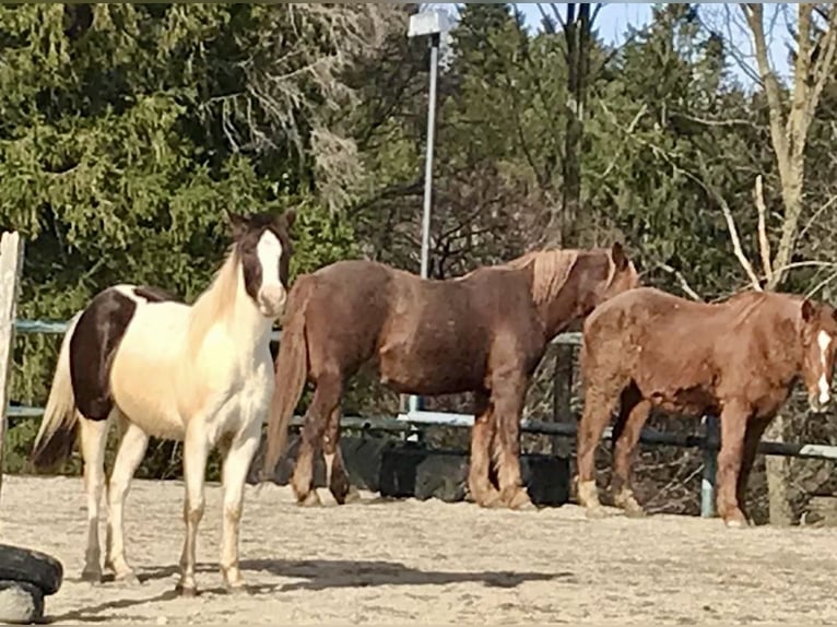 Paint Horse Merrie 2 Jaar Tobiano-alle-kleuren in Bernau am Chiemsee