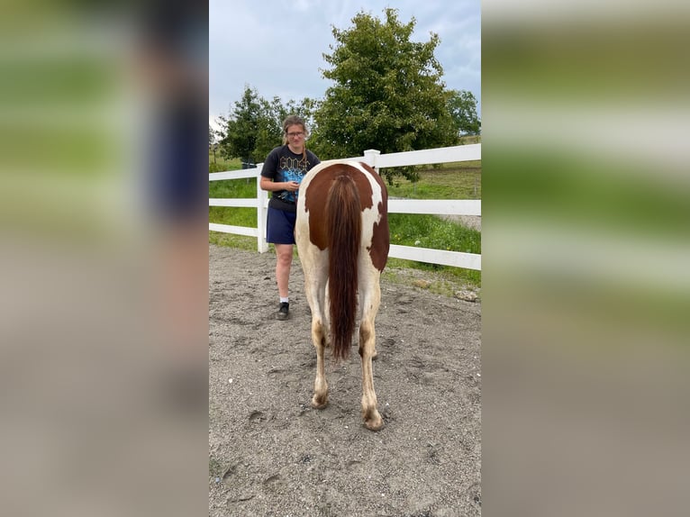 Paint Horse Merrie 2 Jaar Tobiano-alle-kleuren in Rheinfelden