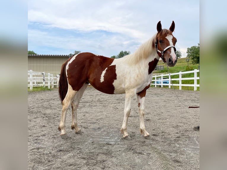 Paint Horse Merrie 2 Jaar Tobiano-alle-kleuren in Rheinfelden