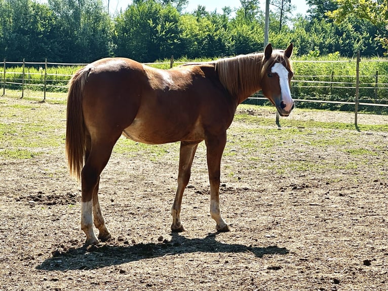 Paint Horse Merrie 2 Jaar Vos in Udine