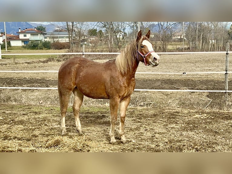 Paint Horse Merrie 2 Jaar Vos in Udine