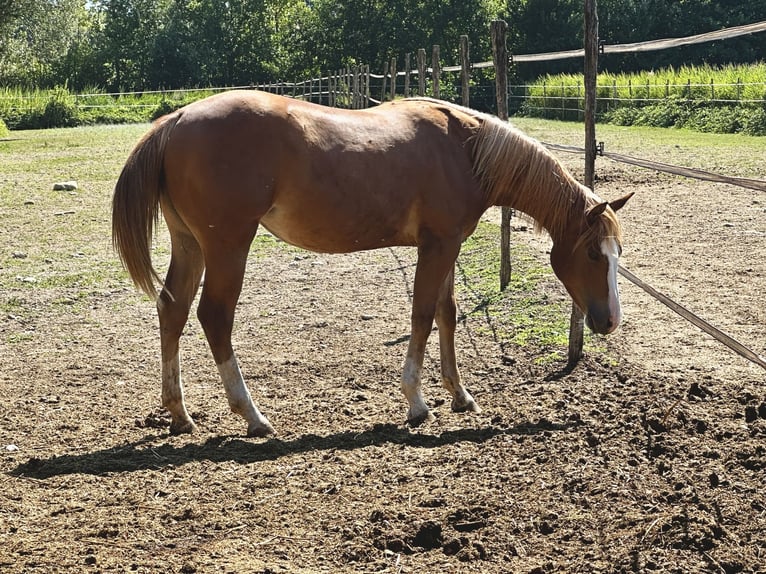 Paint Horse Merrie 2 Jaar Vos in Udine