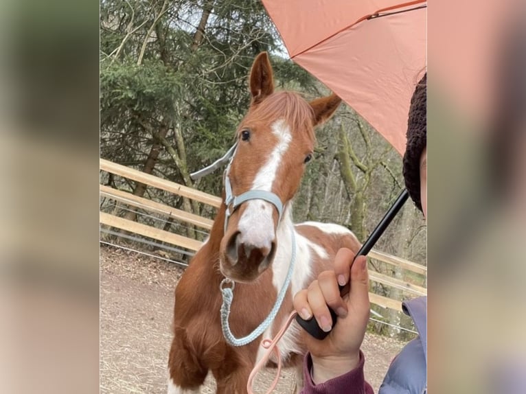 Paint Horse Mix Merrie 3 Jaar 140 cm Gevlekt-paard in SpirkelbachSpirkelbach