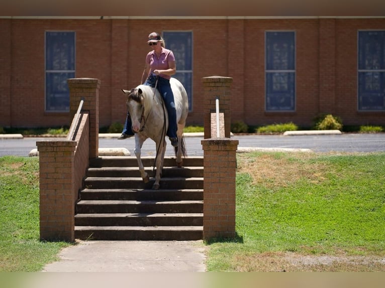 Paint Horse Merrie 3 Jaar 147 cm Buckskin in Pilot Point