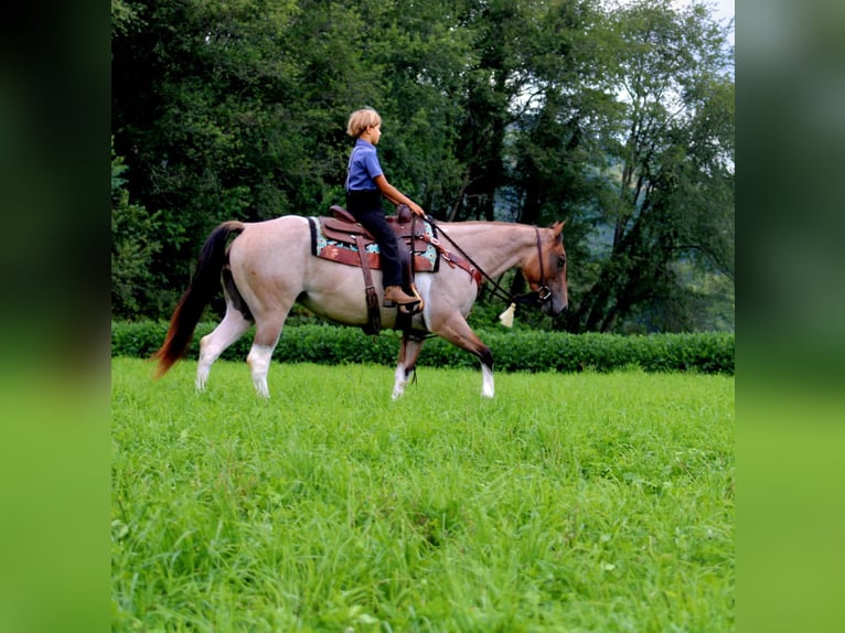 Paint Horse Mix Merrie 3 Jaar 147 cm Gevlekt-paard in Rebersburg